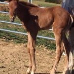 ADDY - Filly out of A Last Detail (owned by Justin Strain)